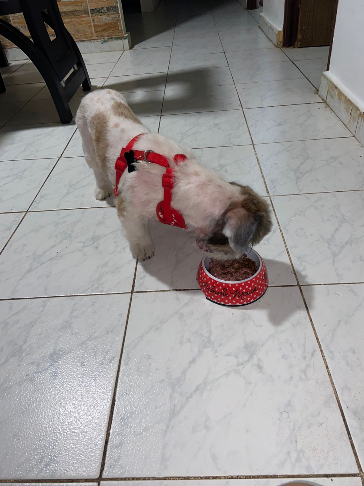 Home/Inicio Dieta Natural para tu Peludo 89ee644f fa06 4607 ad23 b452c7328962