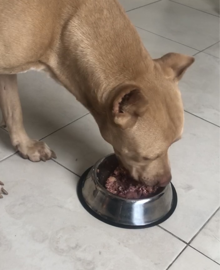 Home/Inicio Dieta Natural para tu Peludo screenshot