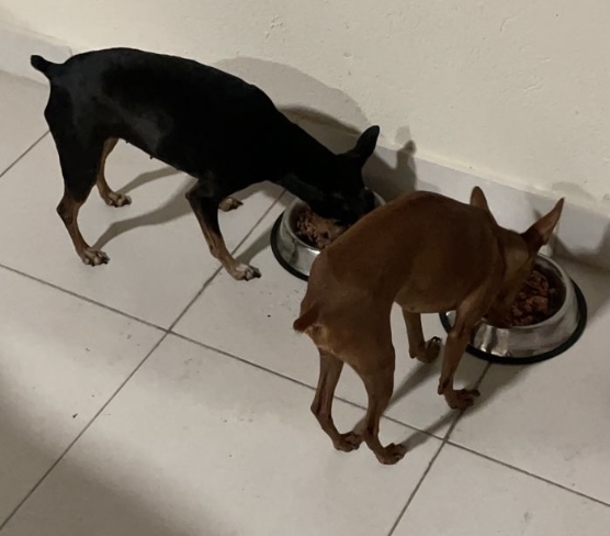 Home/Inicio Dieta Natural para tu Peludo screenshot